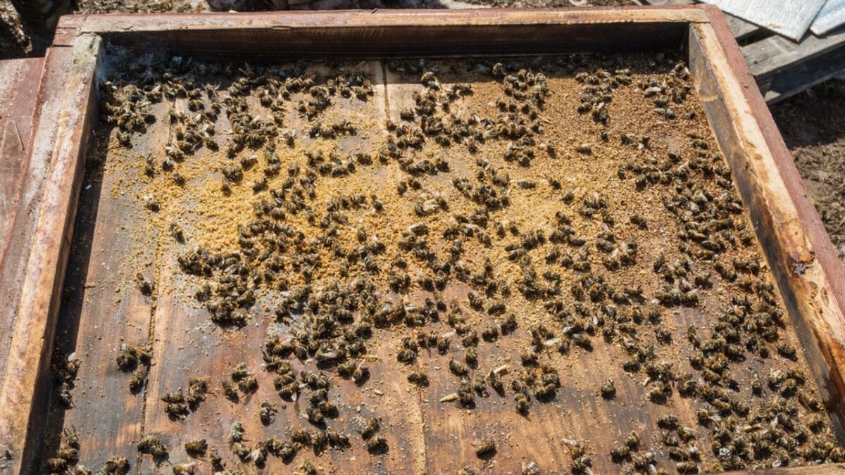 7 Effective Ways to Get Rid of Carpenter Bees 5 7 Effective Ways to Get Rid of Carpenter Bees - insecticide dust carpenter bees dp358974306