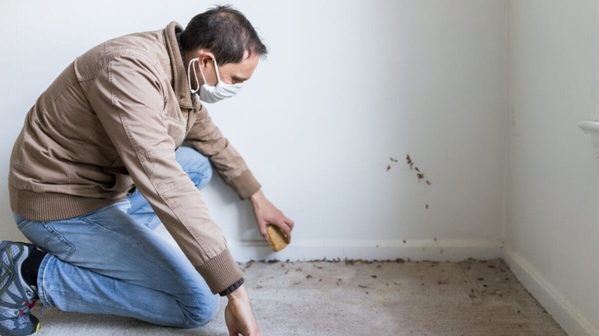 The Smart Homeowner's Mouseproofing Guide: Save Big with These 10 Steps 10 The Smart Homeowner's Mouseproofing Guide: Save Big with These 10 Steps - inspection of house ss1104187646