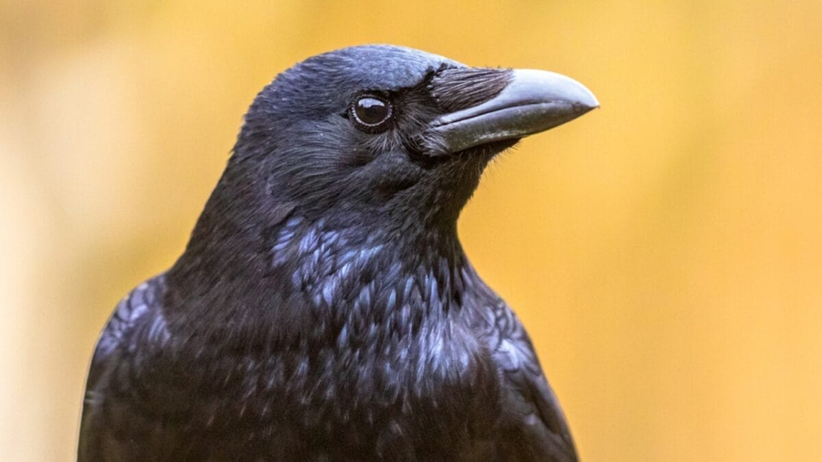 10 Ways to Tell Crows & Ravens Apart 10 10 Ways to Tell Crows & Ravens Apart - intelligence 1928268914