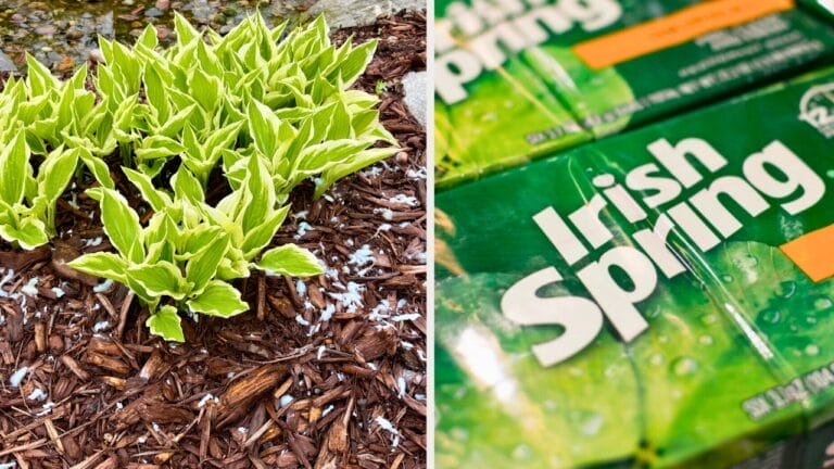 Why Irish Spring Soap? 10 Reasons Gardeners Swear By It 1 Why Irish Spring Soap? 10 Reasons Gardeners Swear By It - irish spring garden 2