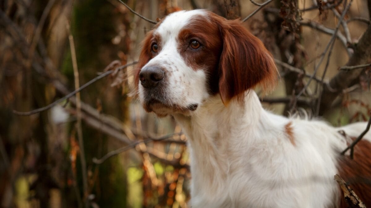 8 Things You Didn't Know About the Rare Irish Red & White Setter—With Only 500 Dogs Registered in the U.S. 3 8 Things You Didn't Know About the Rare Irish Red & White Setter—With Only 500 Dogs Registered in the U.S. - irish setter dog face side ss1256141584