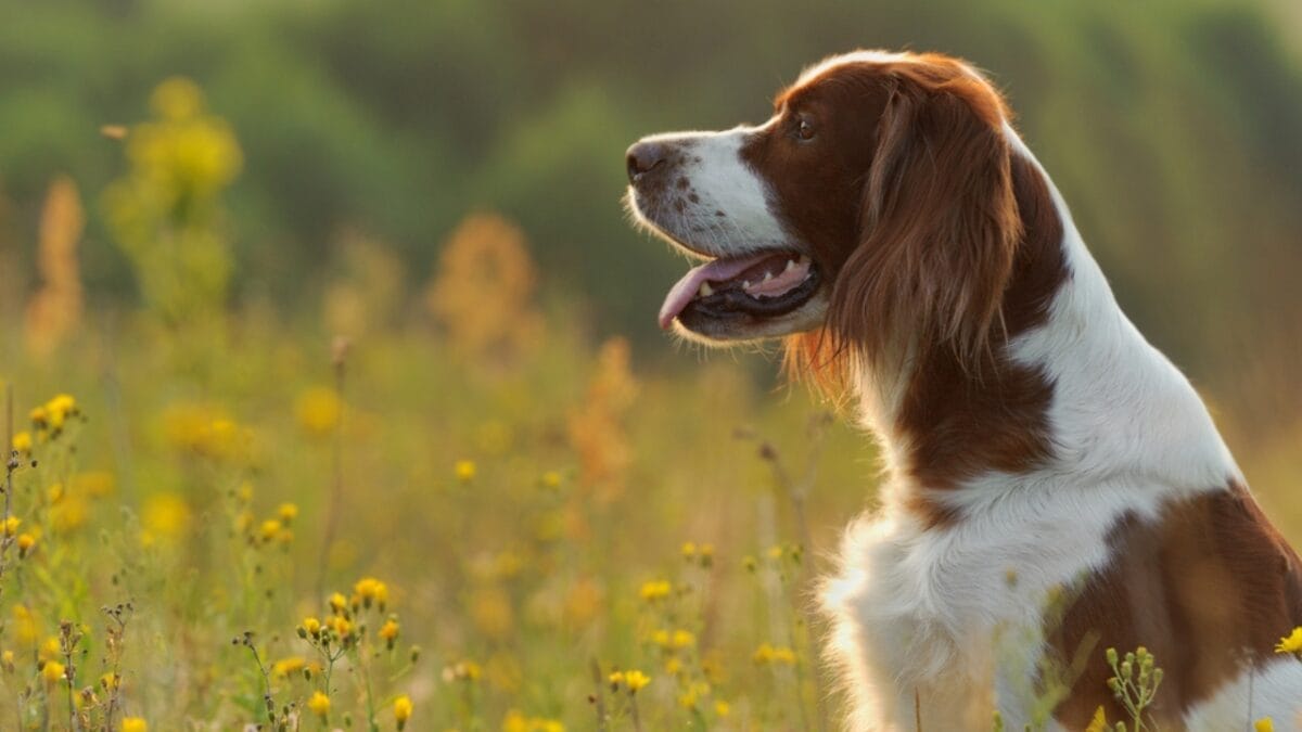 8 Things You Didn't Know About the Rare Irish Red & White Setter—With Only 500 Dogs Registered in the U.S. 5 8 Things You Didn't Know About the Rare Irish Red & White Setter—With Only 500 Dogs Registered in the U.S. - irish setter dog flowers ss660260779
