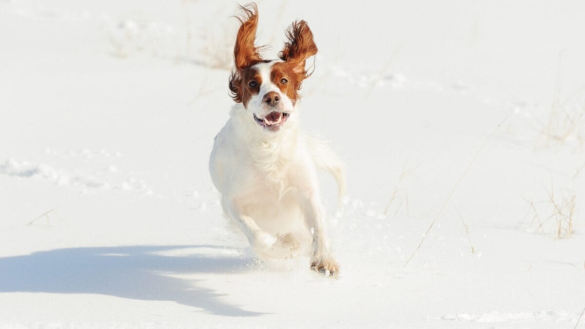 8 Things You Didn't Know About the Rare Irish Red & White Setter—With Only 500 Dogs Registered in the U.S. 8 8 Things You Didn't Know About the Rare Irish Red & White Setter—With Only 500 Dogs Registered in the U.S. - irish setter dog running snow ss1018497403