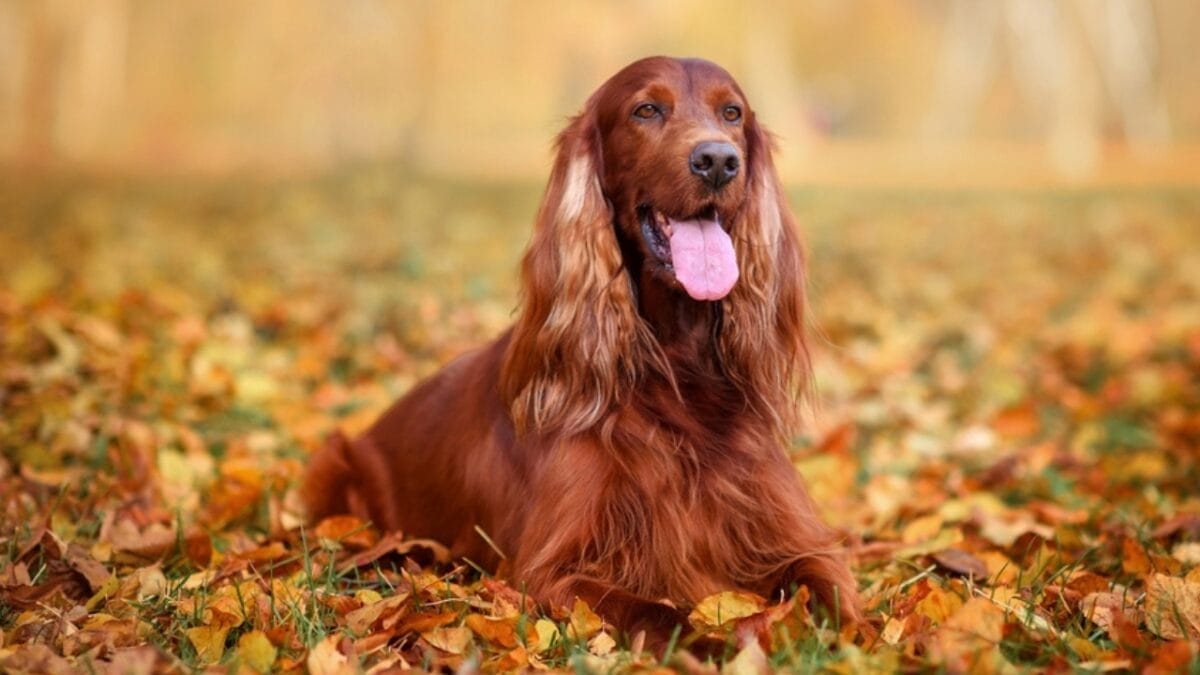 These Dogs Are Born Swimmers—and Your Perfect Water Buddies 20 These Dogs Are Born Swimmers—and Your Perfect Water Buddies - irish setter dog ss2386388595