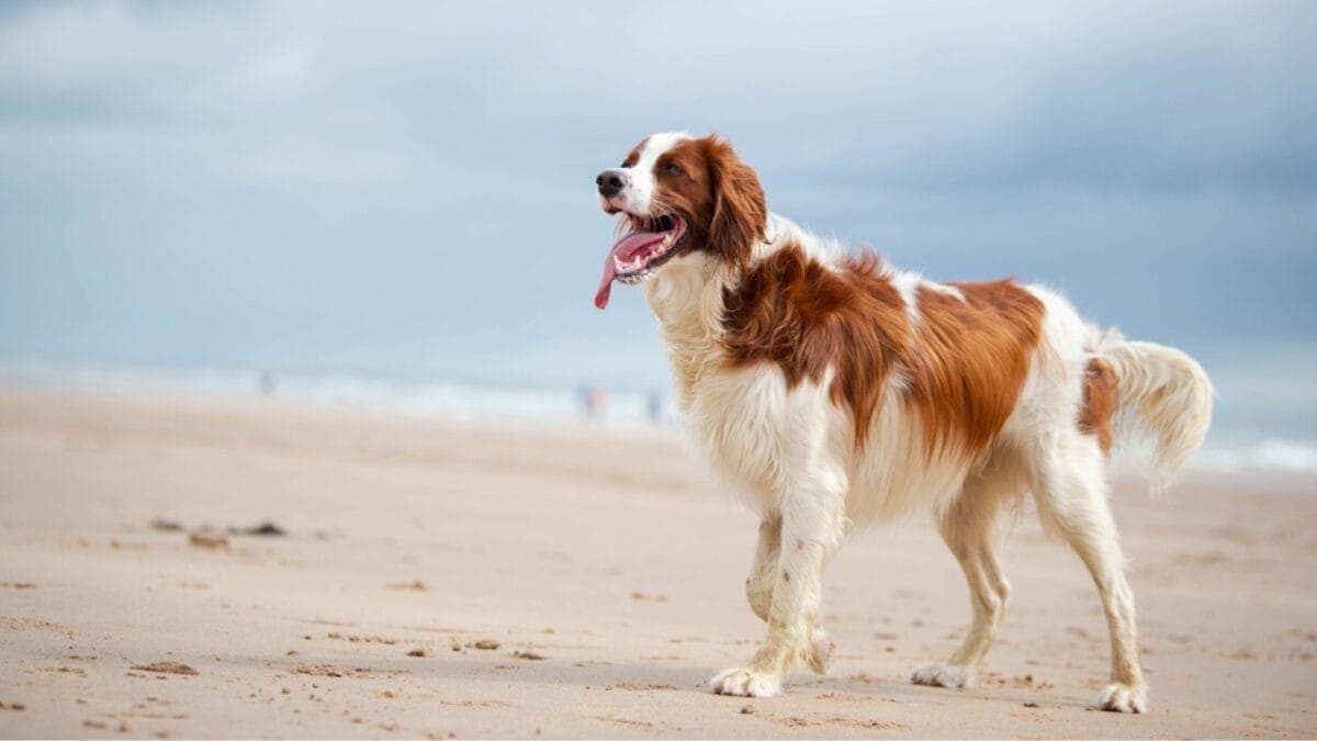 8 Things You Didn't Know About the Rare Irish Red & White Setter—With Only 500 Dogs Registered in the U.S. 4 8 Things You Didn't Know About the Rare Irish Red & White Setter—With Only 500 Dogs Registered in the U.S. - irish setter dog standing beach ss1839787495