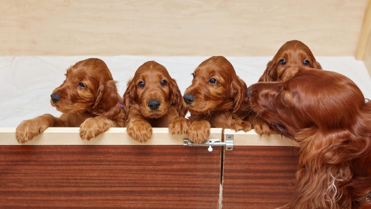 15 Dog Care Mistakes You May Not Realize You’re Making 15 15 Dog Care Mistakes You May Not Realize You’re Making - irish setter in crate ss2023975244