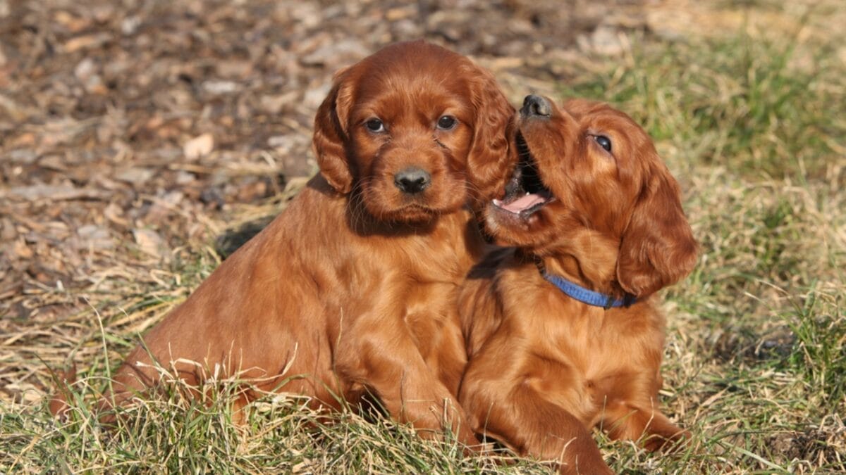 6 Expert Training Strategies for Irish Setters That Work for Any Dog 3 6 Expert Training Strategies for Irish Setters That Work for Any Dog - irish setter puppy ss73937470