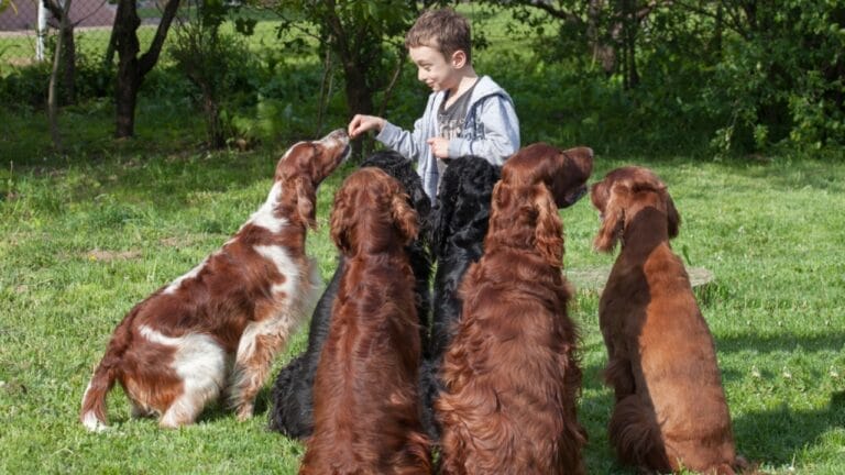 6 Expert Training Strategies for Irish Setters That Work for Any Dog 3 6 Expert Training Strategies for Irish Setters That Work for Any Dog - irish setter ss426155863