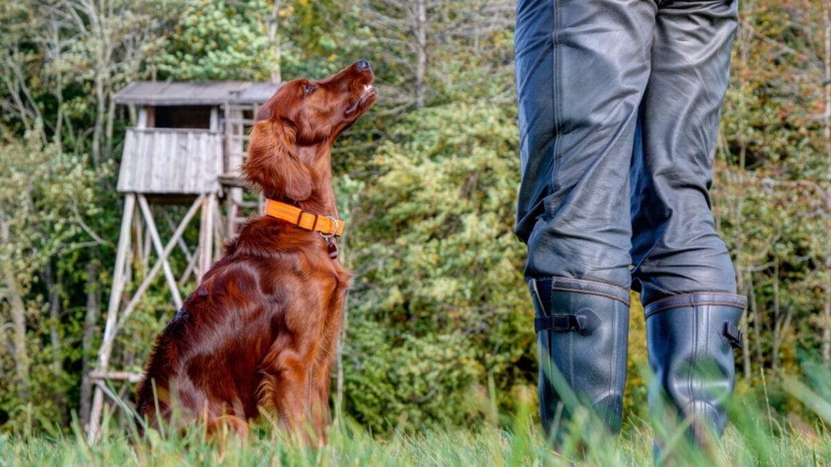 15 Dog Training Pitfalls to Avoid for a Better Bond with Your Pet 11 15 Dog Training Pitfalls to Avoid for a Better Bond with Your Pet - irish setter training ss1523751347