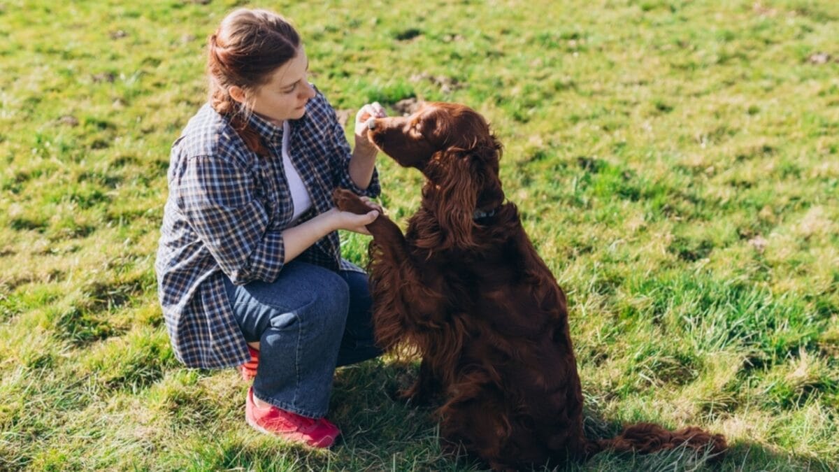 6 Expert Training Strategies for Irish Setters That Work for Any Dog 4 6 Expert Training Strategies for Irish Setters That Work for Any Dog - irish setter with owner ss2424885021