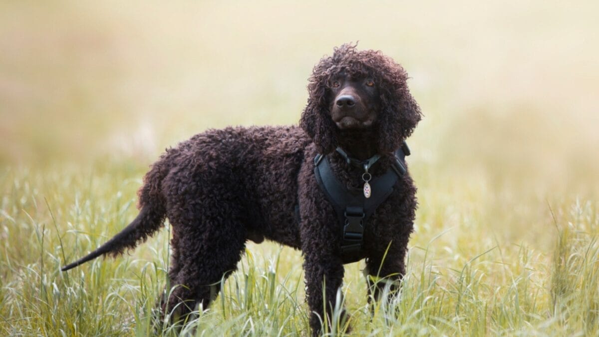 10 Of The World's Most Beautiful Dogs, According to Science 3 10 Of The World's Most Beautiful Dogs, According to Science - irish ss1205821126