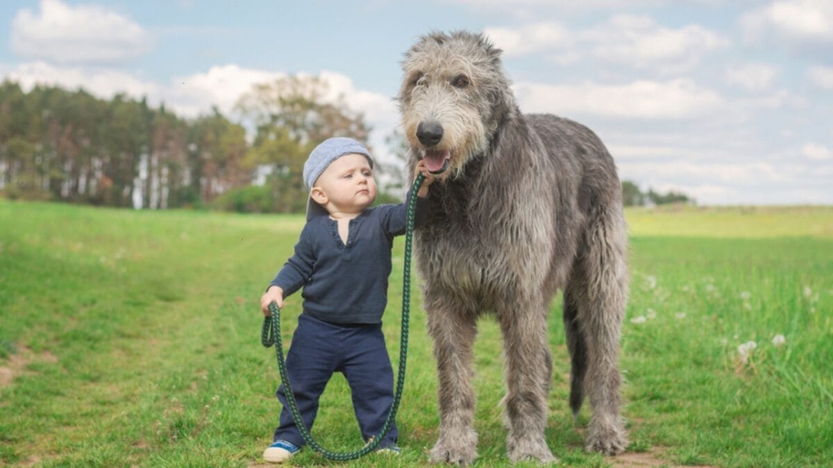 30 Dog Breeds That Will Never Leave Your Side 21 30 Dog Breeds That Will Never Leave Your Side - irish wolfhound s1726316050