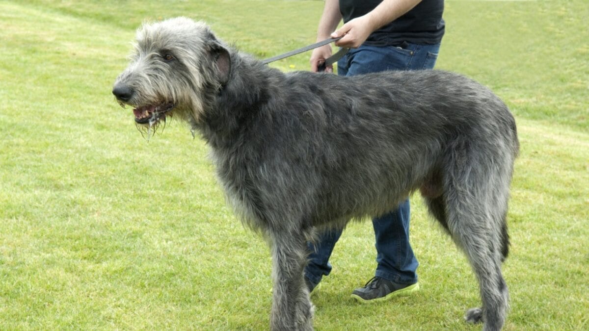 31 Endangered Dog Breeds at Risk of Disappearing 15 31 Endangered Dog Breeds at Risk of Disappearing - irish wolfhound ss347409716