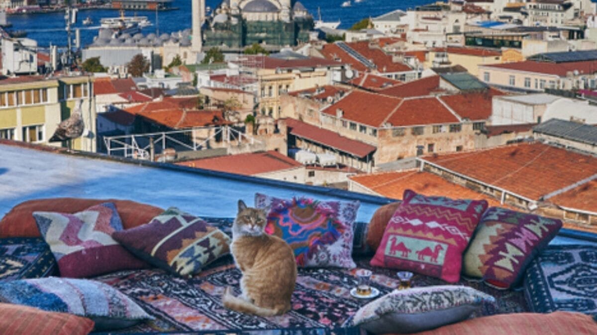 10 Cat-Friendly Cities Around the World 7 10 Cat-Friendly Cities Around the World - istanbul with cat ss1517460542