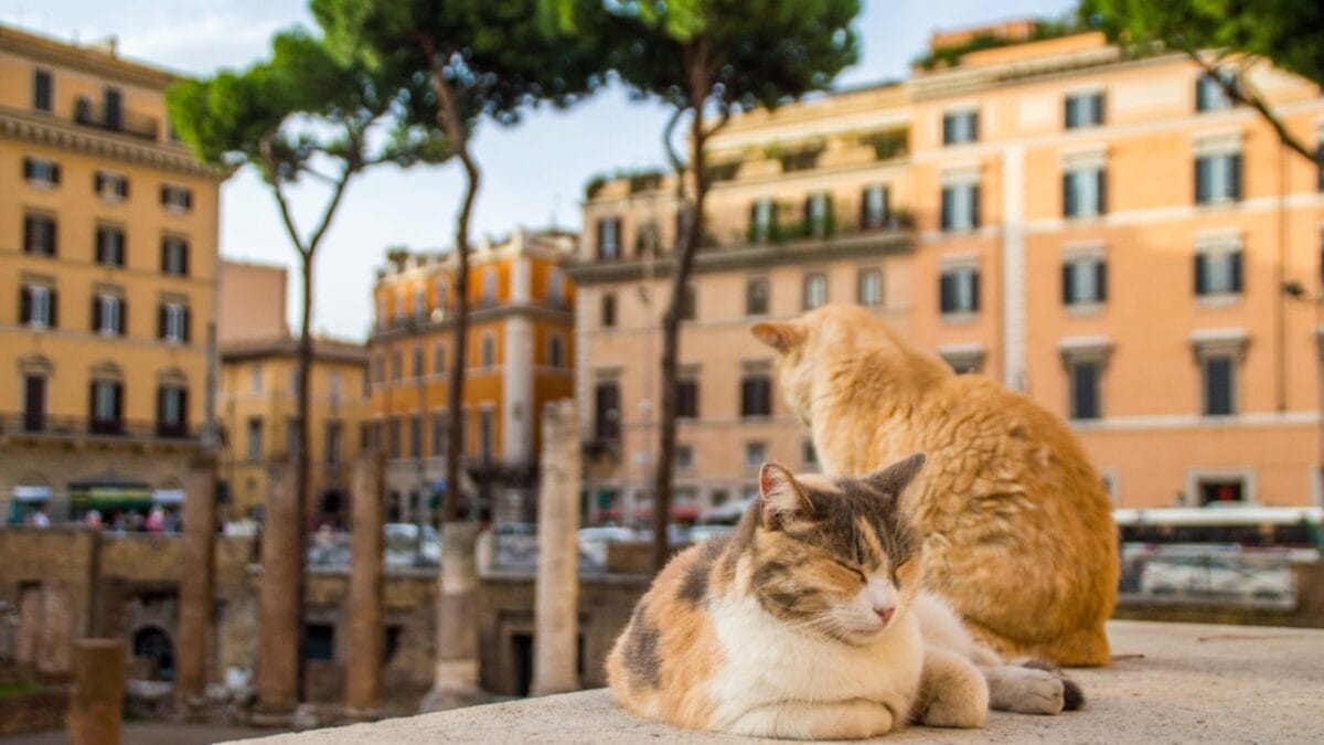 10 Cat-Friendly Cities Around the World 8 10 Cat-Friendly Cities Around the World - italy with cat ss536153089