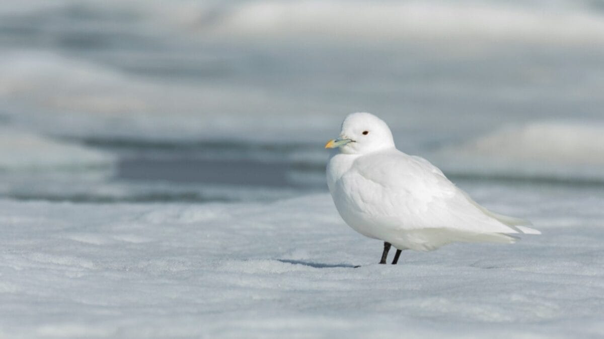 12 Unusual Birds with White Colored Heads & How to Tell Them Apart - ivory gull ss1295477371