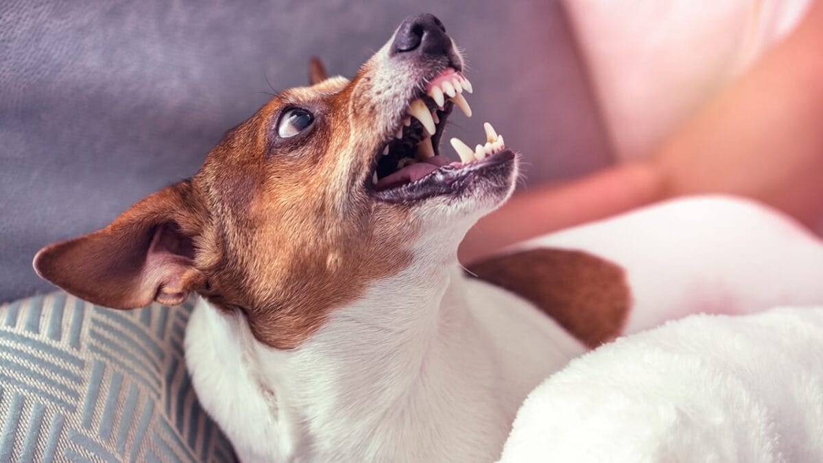 5 Dog Breeds Most Inclined to Bite, According to Study 6 5 Dog Breeds Most Inclined to Bite, According to Study - jack russel terrier dog ss1104385562