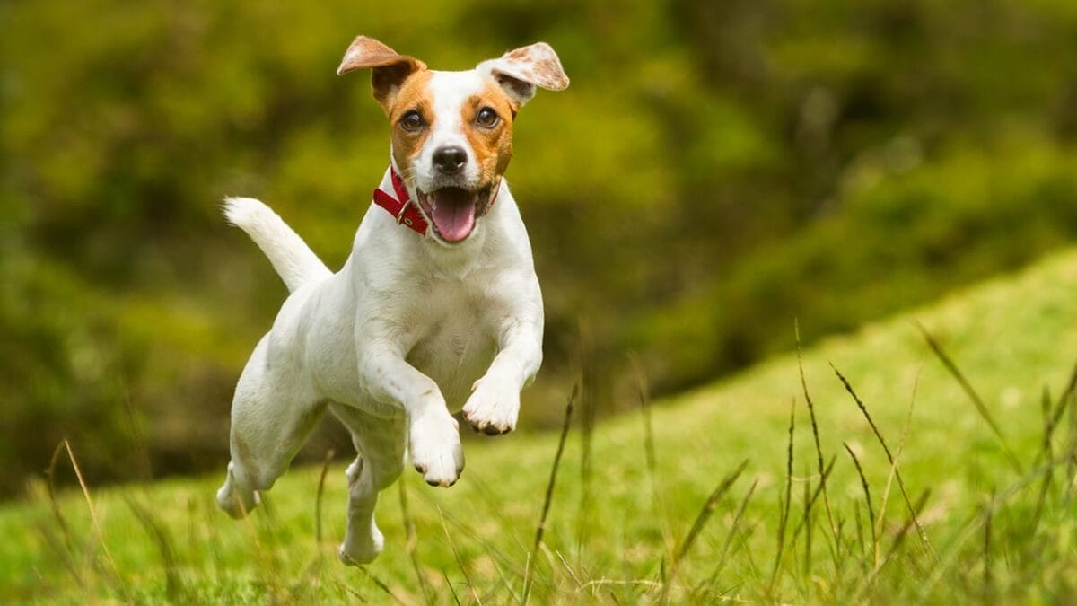 8 Fastest Dog Breeds & Their Speeds - jack russell terrier dog ss211592482