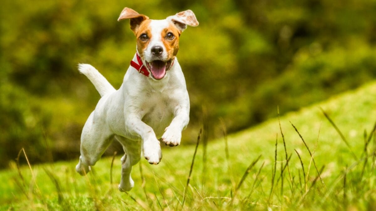 These 15 Intimidating Dog Breeds are Not to Be Messed With 13 These 15 Intimidating Dog Breeds are Not to Be Messed With - jack russel terrier dog dp88023248