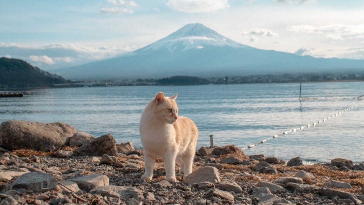 10 Cat-Friendly Cities Around the World 2 10 Cat-Friendly Cities Around the World - japan cat ss2444135879