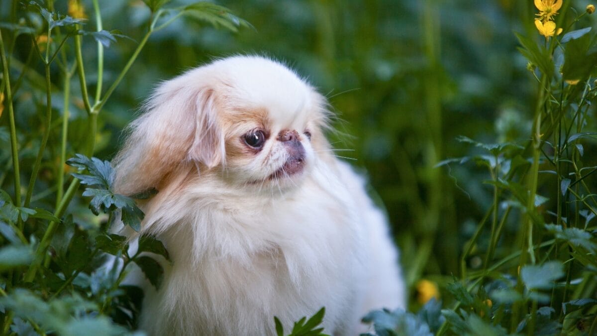 Unleash The Monochrome Pups: 13 Black & White Dog Breeds for Every Lifestyle 7 Unleash The Monochrome Pups: 13 Black & White Dog Breeds for Every Lifestyle - japanese chin in a bush ss1598756269