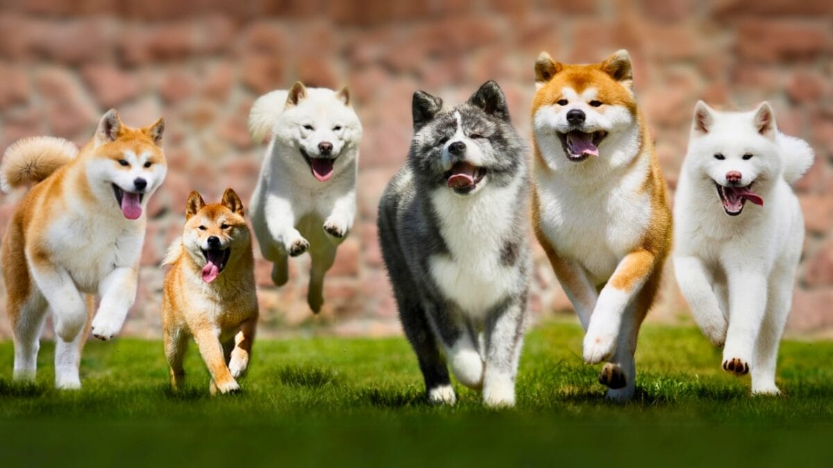 Behavior Study Highlights Japan's 9 Most Popular Dog Breeds 11 Behavior Study Highlights Japan's 9 Most Popular Dog Breeds - japanese dogs ss1744960613