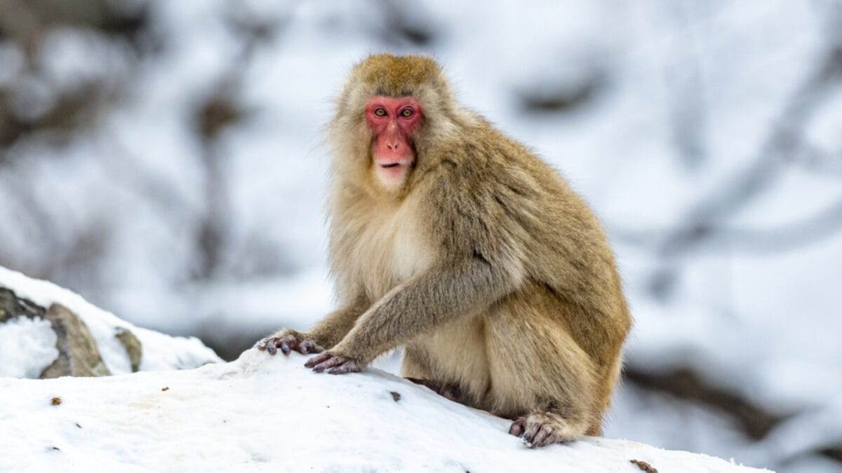 The 10 Largest Monkeys in the World 7 The 10 Largest Monkeys in the World - japanese macaque monkey ss1927502438
