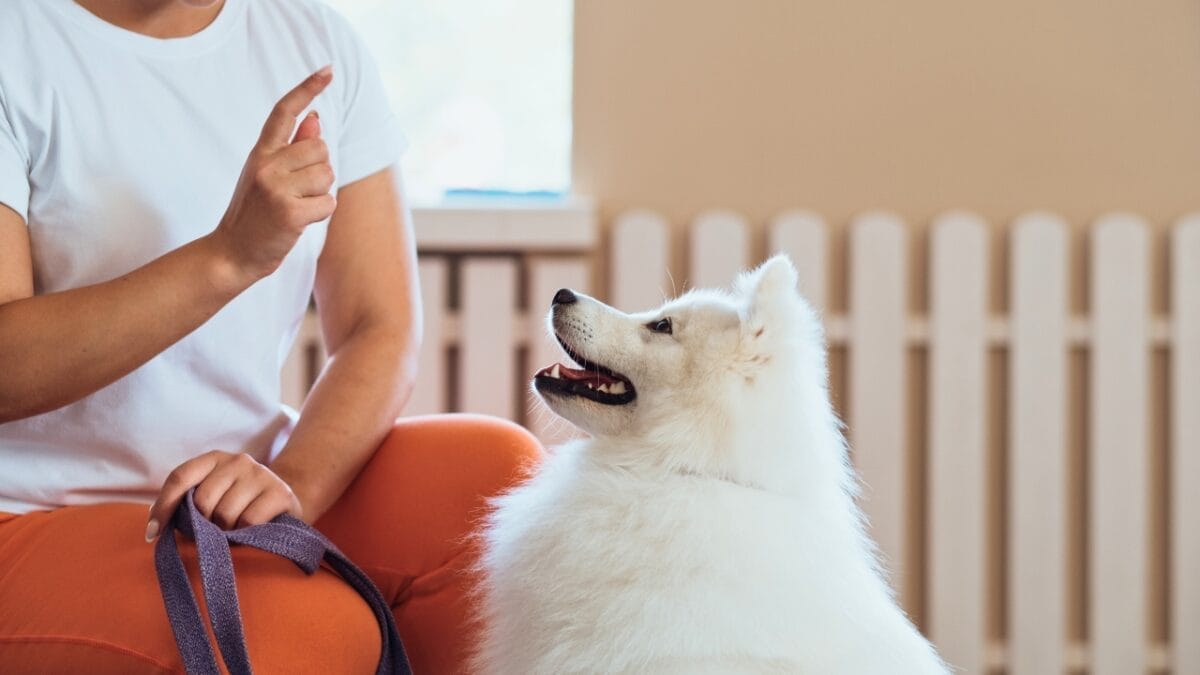 Sit, Stay, Succeed: 8 Pro Tips for Training Your Dog - japanese spitz getting trained ss2196483855