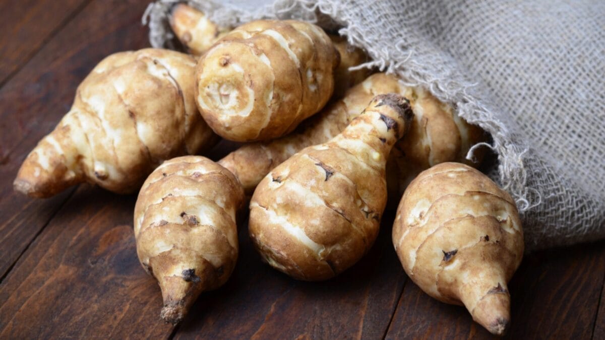 45% of Older Adults Have Age-Related Muscle Loss: 17 High-Protein Plants You Can Grow in Your Garden 8 45% of Older Adults Have Age-Related Muscle Loss: 17 High-Protein Plants You Can Grow in Your Garden - jerusalem artichoke ss376539301