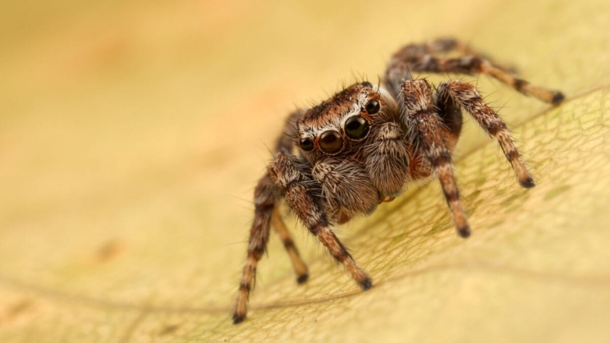 12 Colossal Spiders that Actually Exist in Real Life 13 12 Colossal Spiders that Actually Exist in Real Life - jumping spider dp187739046
