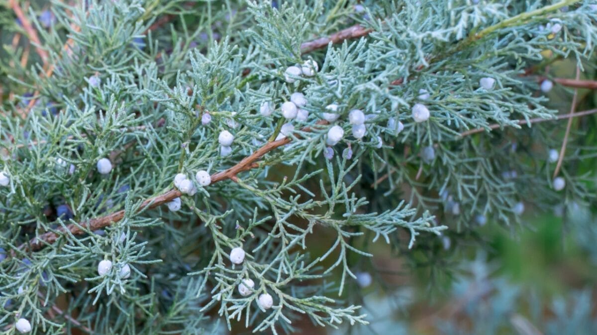10 Plants & Trees That Attract Ticks 11 10 Plants & Trees That Attract Ticks - juniper berry dp668448508