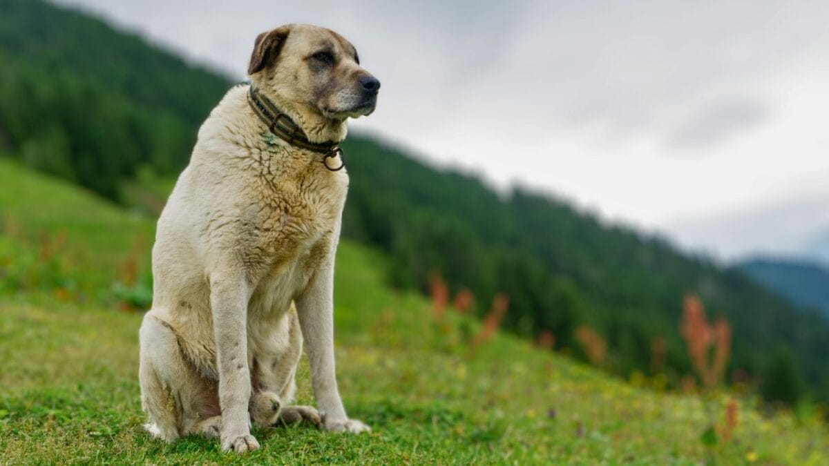 16 Mastiff Breeds That Prove Big Dogs Have Bigger Hearts - kangal ss1041892315
