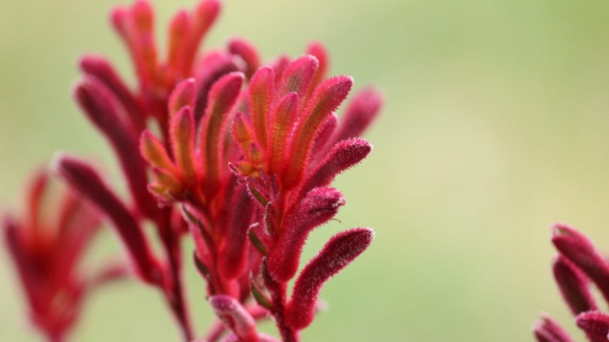 15 Bizarre Plants That Look Like They Belong in a Zoo 12 15 Bizarre Plants That Look Like They Belong in a Zoo - kangaroo paw flower ss1146647381