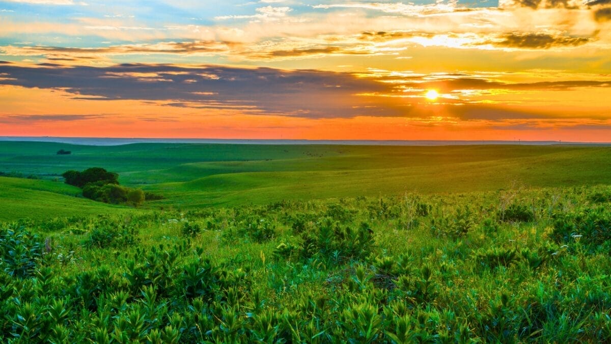 20 States Where Coyotes Are Thriving: Sightings Increasing 15 20 States Where Coyotes Are Thriving: Sightings Increasing - kansas ss253260937