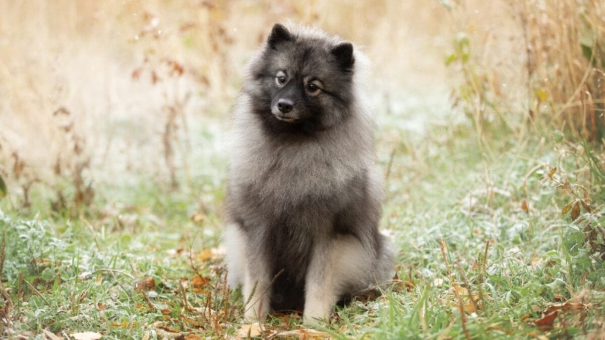 10 Facts About Keeshond Dogs, the Cheerful ‘Smiling Dutchman’ - keeshond dog ancestor ss2079696523