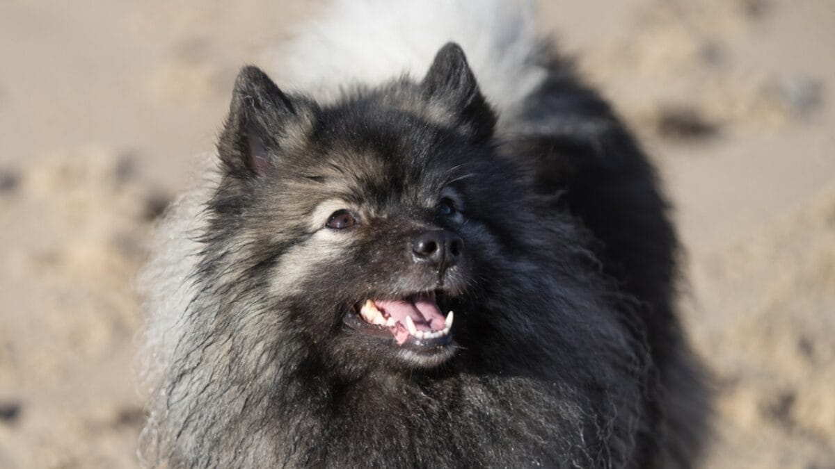 10 Facts About Keeshond Dogs, the Cheerful ‘Smiling Dutchman’ - keeshond dog barking ss2129650520