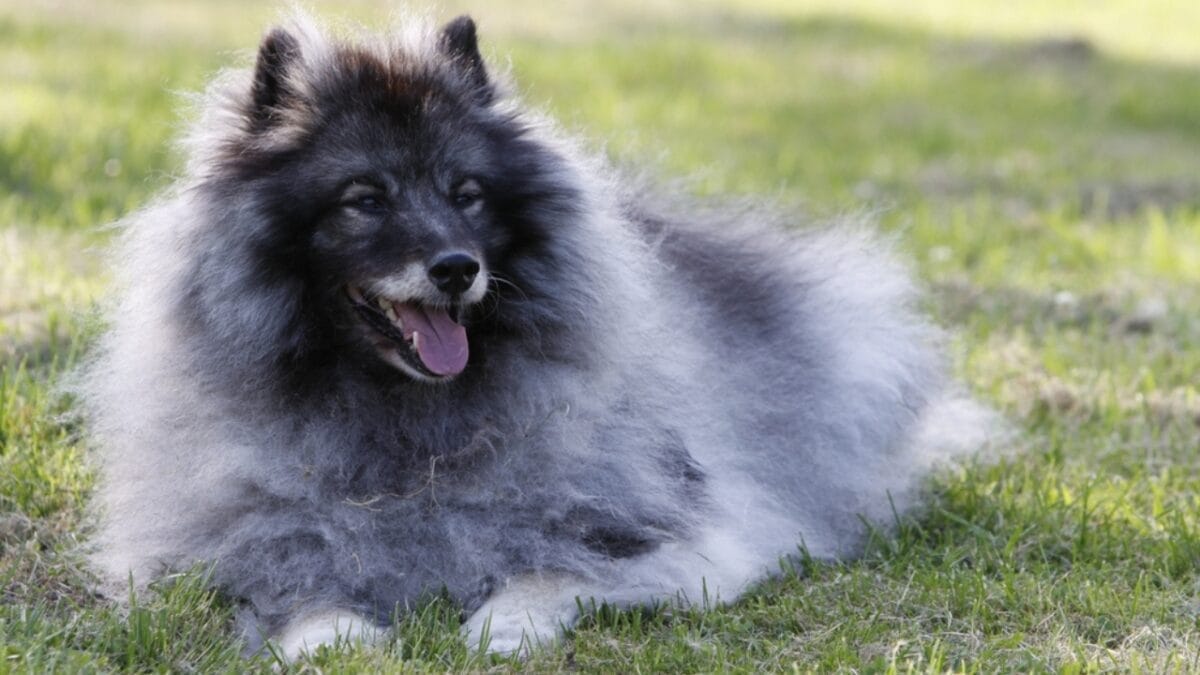 15 Dog Breeds Known for Their Fluffy, Cuddly Puppies - keeshond dog coat ss2411035759