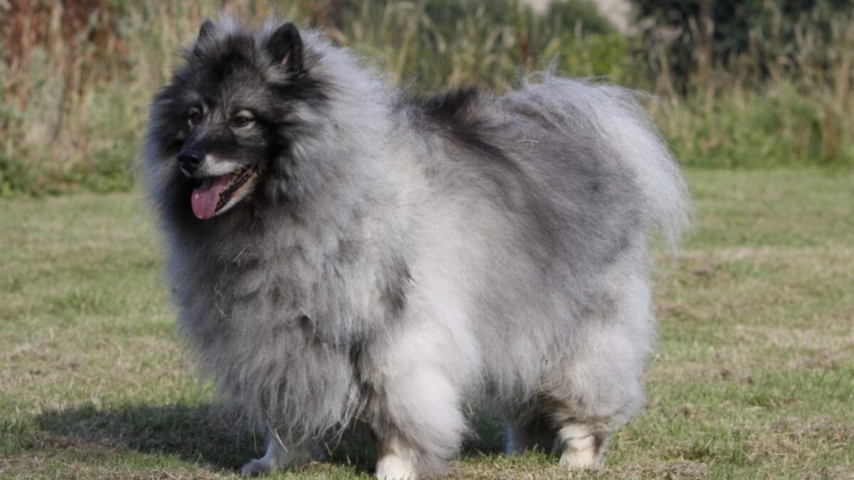 25 Dogs Who Handle Time Alone Like Pros 21 25 Dogs Who Handle Time Alone Like Pros - keeshond dog dutch ss2260961005
