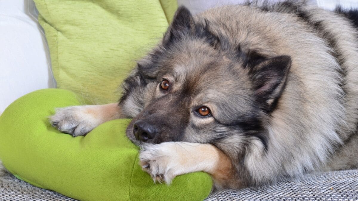 10 Facts About Keeshond Dogs, the Cheerful ‘Smiling Dutchman’ - keeshond dog laying ss636294818