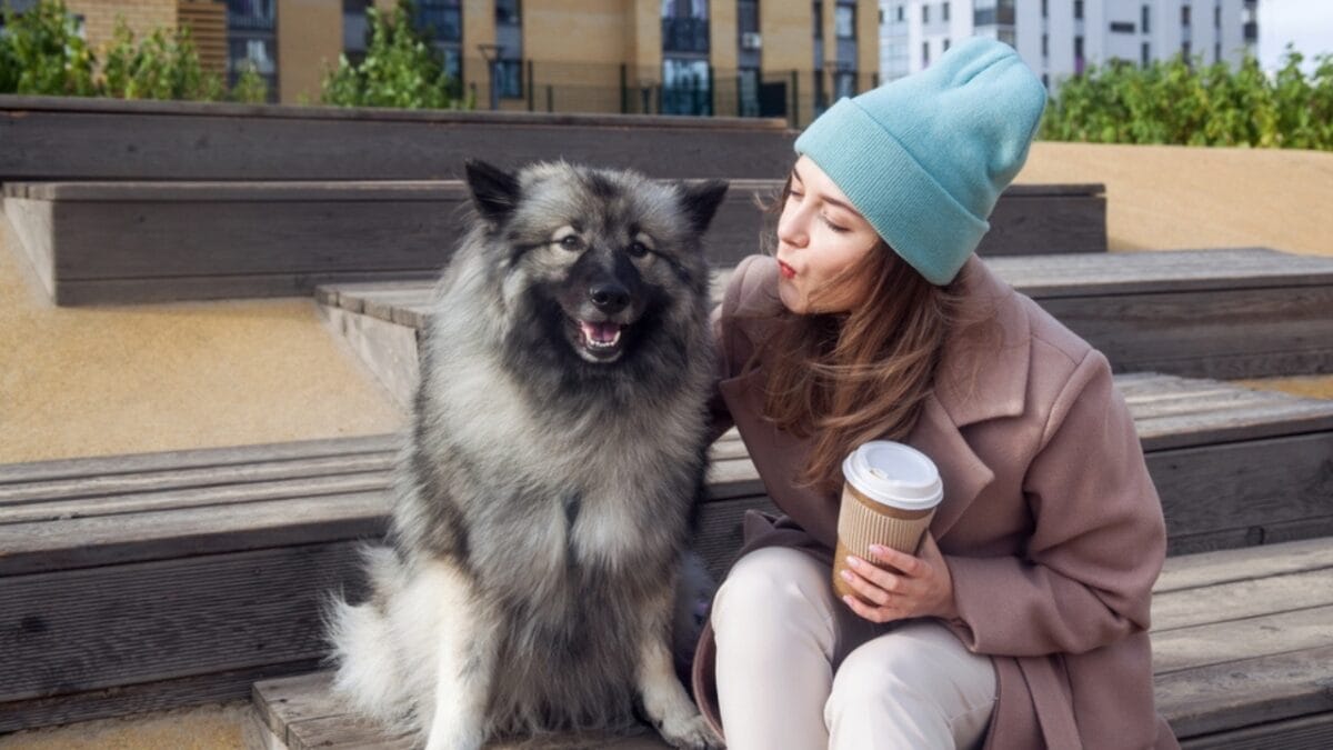 10 Facts About Keeshond Dogs, the Cheerful ‘Smiling Dutchman’ - keeshond dog loyalty ss2301478277