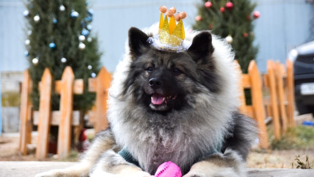 10 Facts About Keeshond Dogs, the Cheerful ‘Smiling Dutchman’ - keeshond dog royalty ss1603962610