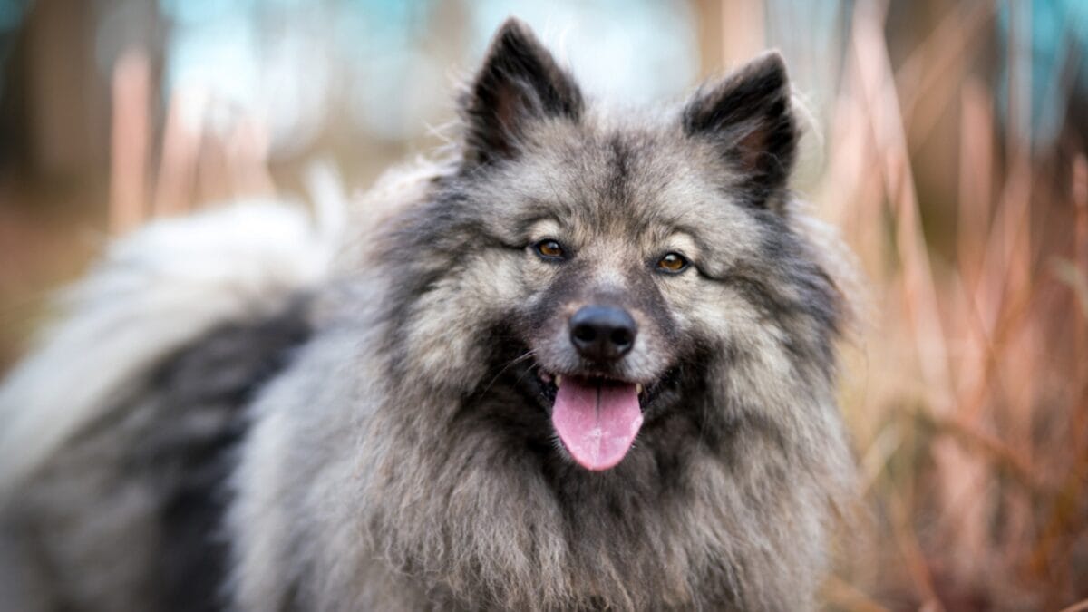 10 Facts About Keeshond Dogs, the Cheerful ‘Smiling Dutchman’ - keeshond dog smile ss1613547907