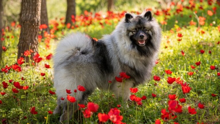 10 Facts About Keeshond Dogs, the Cheerful ‘Smiling Dutchman’ 1 10 Facts About Keeshond Dogs, the Cheerful ‘Smiling Dutchman’ - keeshond dog ss1830229856