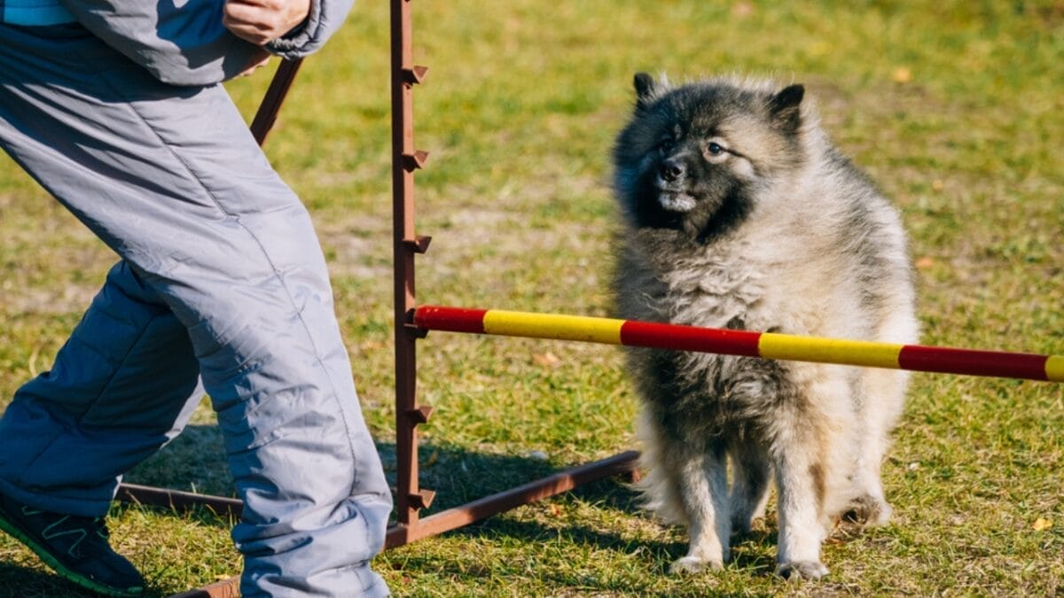 10 Facts About Keeshond Dogs, the Cheerful ‘Smiling Dutchman’ - keeshond dog training ss341126687