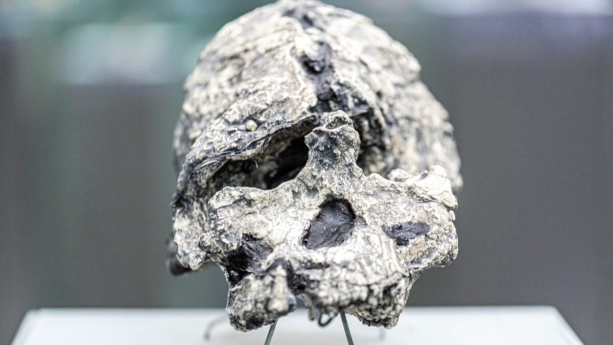 10 of the Oldest Human Fossils Ever Found - kenyanthropus platyops ss2447035167