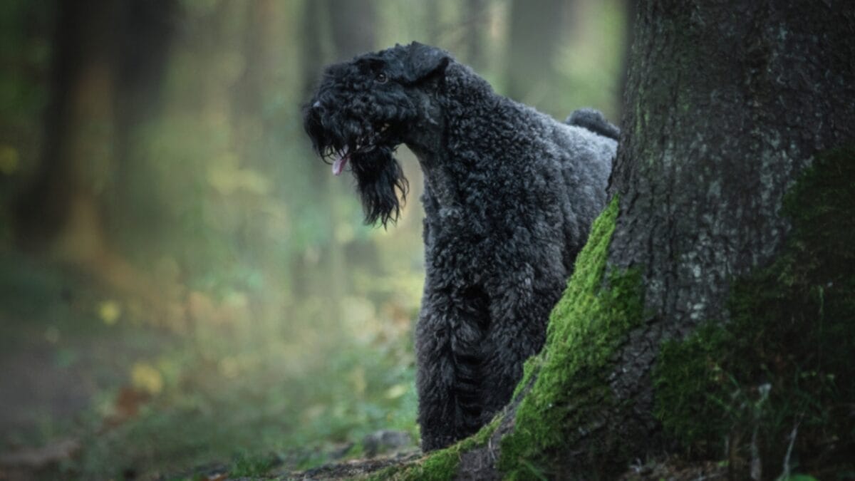 10 Facts About the Unique Kerry Blue Terrier Dog Breed, Once Loved by Irish Farmers - kerry blue terrier aggressive ss1545451418