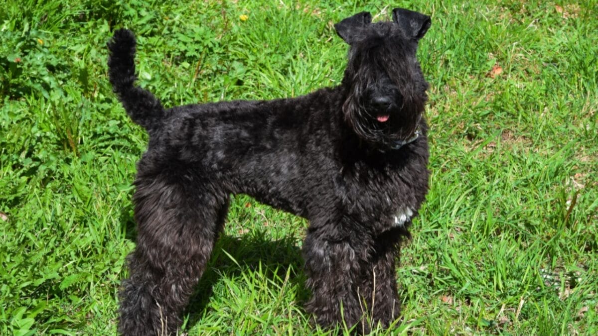 10 Facts About the Unique Kerry Blue Terrier Dog Breed, Once Loved by Irish Farmers - kerry blue terrier dog ss1417102304