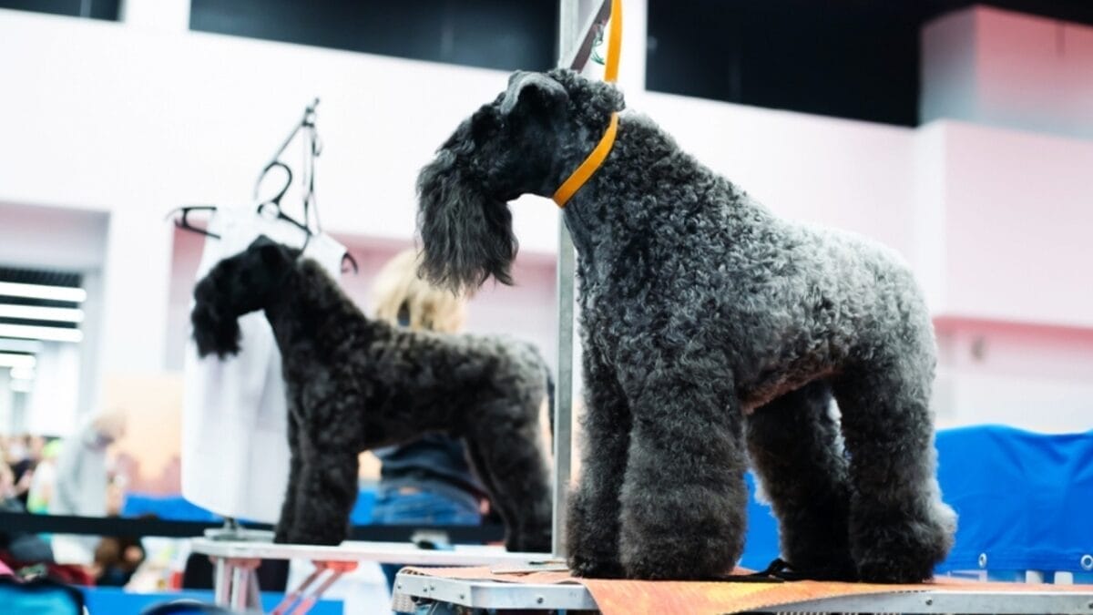 10 Facts About the Unique Kerry Blue Terrier Dog Breed, Once Loved by Irish Farmers - kerry blue terrier grooming ss2392083025