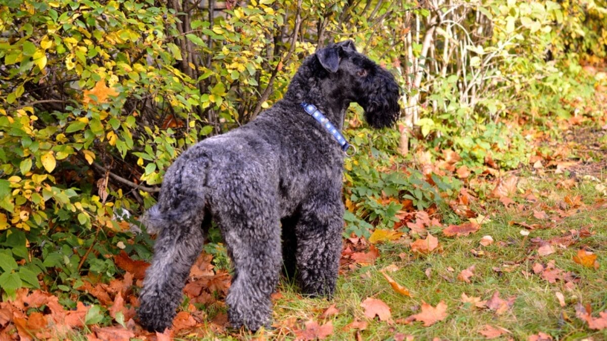 10 Facts About the Unique Kerry Blue Terrier Dog Breed, Once Loved by Irish Farmers - kerry blue terrier hunter ss369651953