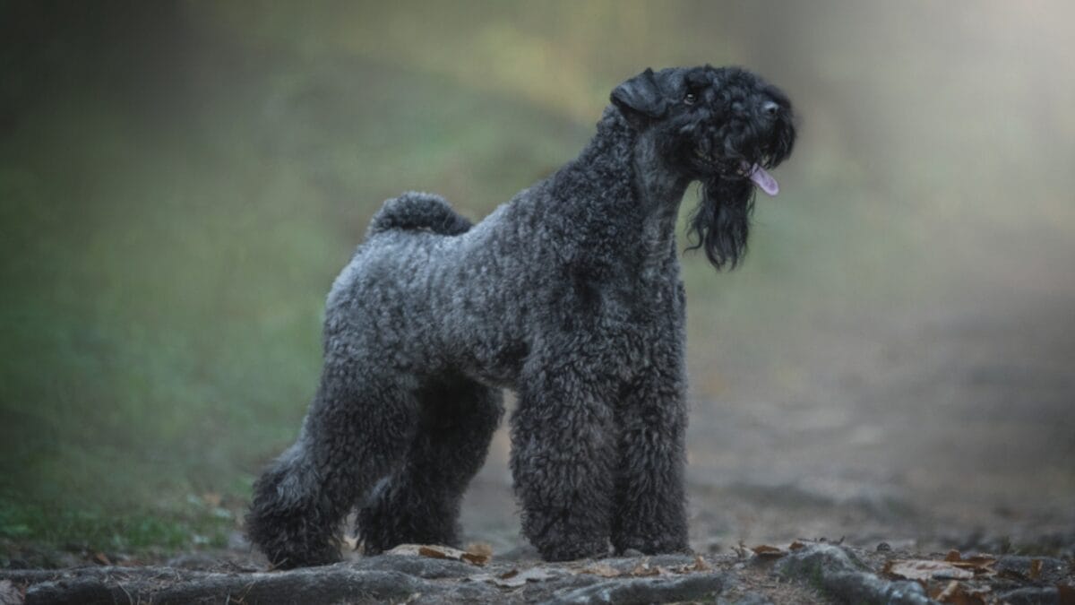 10 Facts About the Unique Kerry Blue Terrier Dog Breed, Once Loved by Irish Farmers - kerry blue terrier in forest ss1584500863